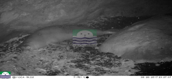 Foça’nın Foklarına Foto Kapanla İzleme