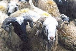 Kurbanlık bedeli 275 TL