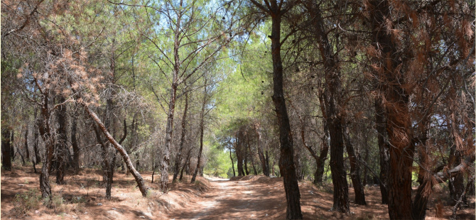 İzmir’in 4 İlçesinde Orman Sınırları Değişti