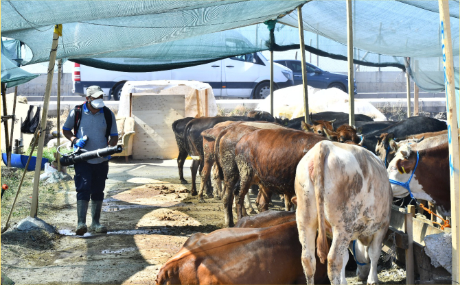 Kurban satış yerleri ilaçlanıyor