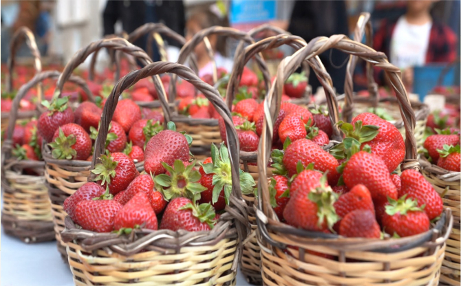 Emiralem Çilek Festivali Hazırlıkları Tamamlandı