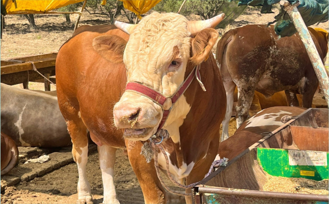 İzmir’de Kurbanlık Kesim Fiyatları Açıklandı