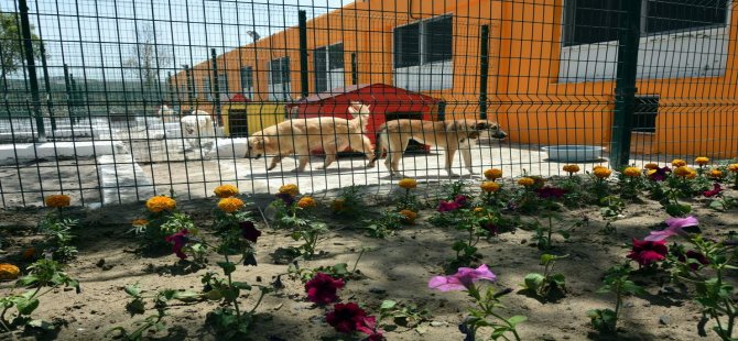 Aliağa Belediyesi Sokak Hayvanlarına Sahip Çıkıyor