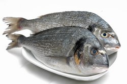 Balık Tanıtımı Başlıyor