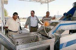 Sezonun Zeytinyağ Hasadı