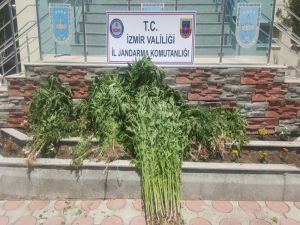 İzmir’de Uyuşturucu Operasyonu: 5 Gözaltı