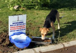 Sokak hayvanlarına Su Kabı