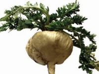 Mucizevi Bitki Maca'nın Faydaları 