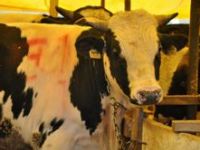 Aliağa Jandarma'dan Uyarı 