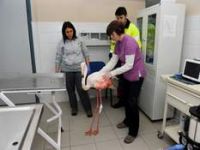 Yaralı flamingo tedavi edildi 