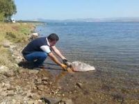 Aliağa'da Ölü Caretta Bulundu