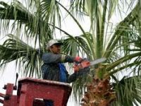 Palmiye Ağaçları Budanıyor