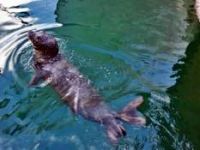 Fokları İçin Deniz Koruma Alanı Projesi