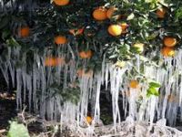 Aliağa’da Zirai Don Uyarısı