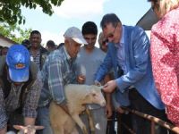 İzmir’de Koyun ve Keçiler Artık Elektronik Kimlik Sahibi Olacak