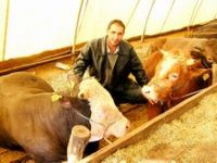 Aliağa Kurbana Hazır 