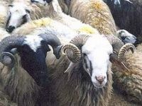 Kurban Kesim Fiyatları 