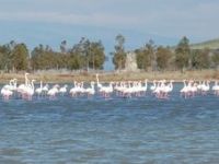 Göçmen kuşlar Aliağa'ya veda ediyor 