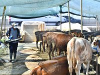 Kurban satış yerleri ilaçlanıyor