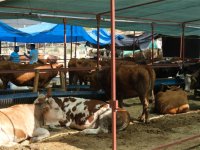 Menemen'de Kurbanlıklara Sıkı Denetim