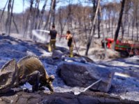 İzmir’in ateş savaşçıları ağaçlar için nöbette