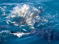 İzmir’deki Orkinos Çiftlikleri Dünyaya Açılıyor