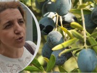 Zeytin Hasadında En Doğru Yöntemler ve İpuçları