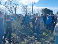 Aliağa’da Zeytin Üreticilerine Bilimsel Budama Eğitimi