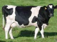 Aliağa Belediyesi Dölleyecek 