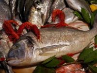 Balık Fiyatları Yükseldi