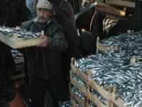 Türk Balıkçıları Küçülüyor 