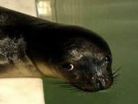 Badem'i Yok Ediyoruz