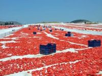 Organik Tarım Desteklemeleri Açıklandı