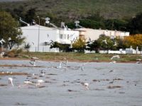 Flamingolar Aliağa Kuş Cennetini Renklenirdi