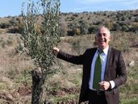 Petkim Zeytin Ağaçlarına Kıyamadı 