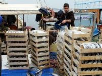 Garibanın Yüzü Palamutla Güldü 